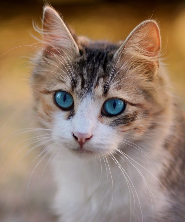 Photo of a tabby and white cat with blue eyes
